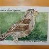 Original House Sparrow Paintings March 2026