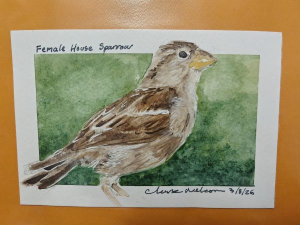 Original House Sparrow Paintings March 2026