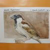 Original House Sparrow Paintings March 2026