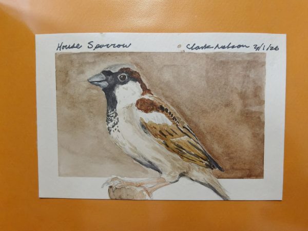 Original House Sparrow Paintings March 2026