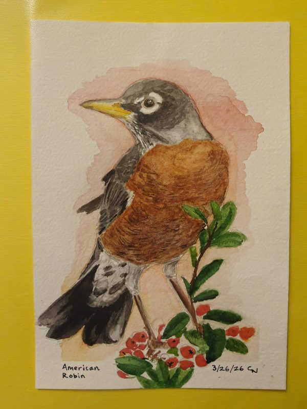 IMG20260518150618 Original American Robin Painting March 2026