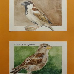 Original House Sparrow Paintings March 2026