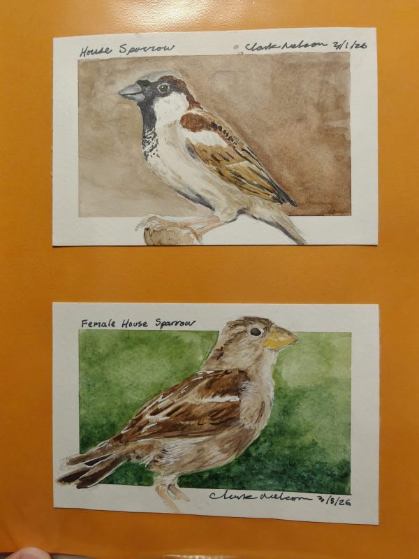 Original House Sparrow Paintings March 2026