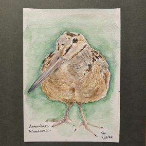 Original American Woodcock Painting April 2026