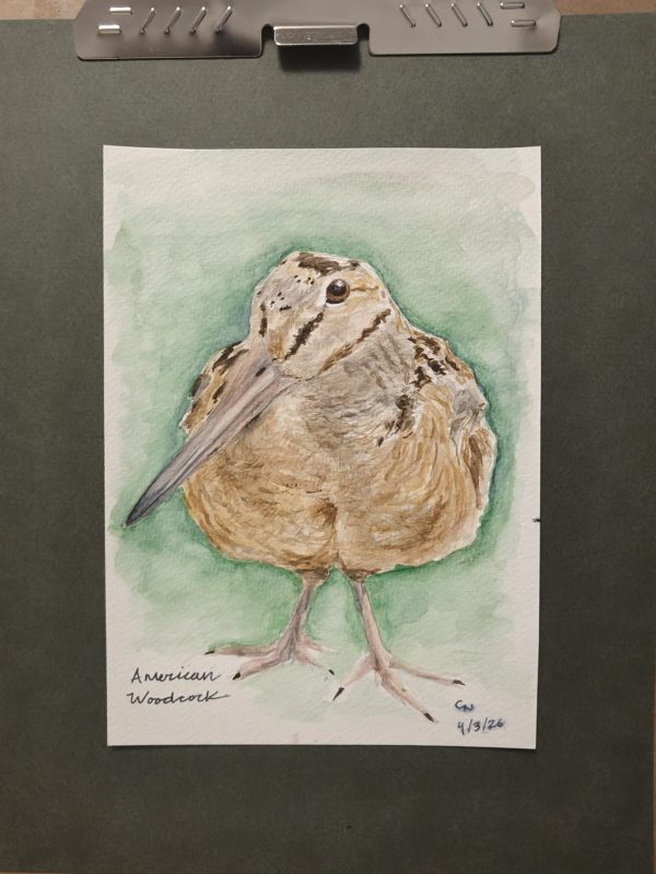 IMG20260617191551 Original American Woodcock Painting April 2026