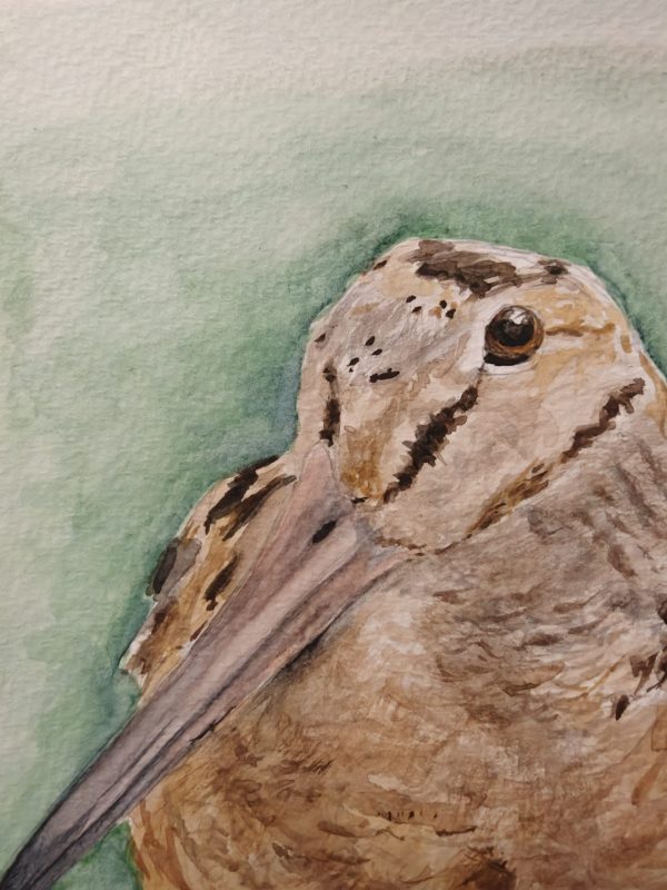 IMG20260617191555 Original American Woodcock Painting April 2026