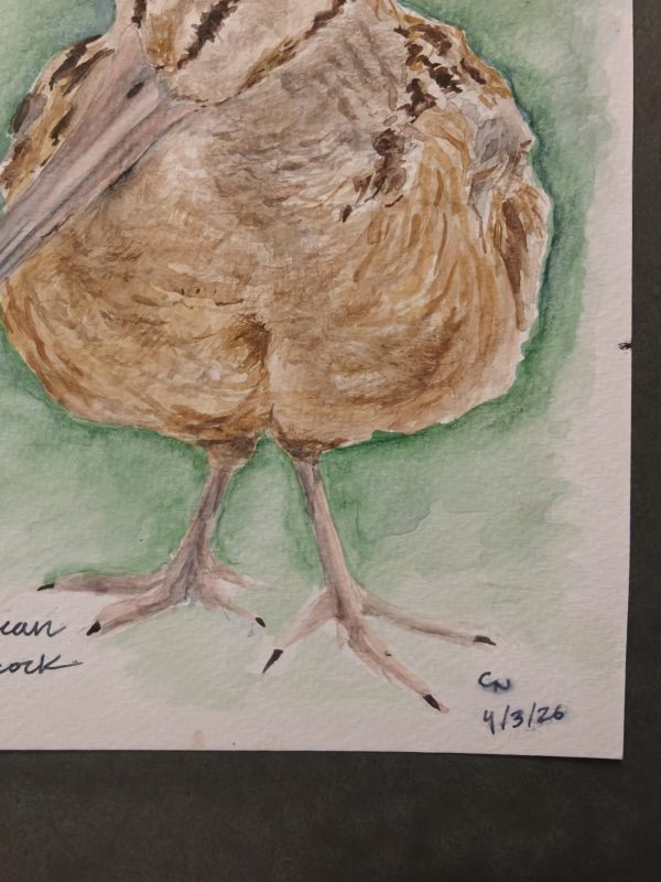 IMG20260617191602 Original American Woodcock Painting April 2026