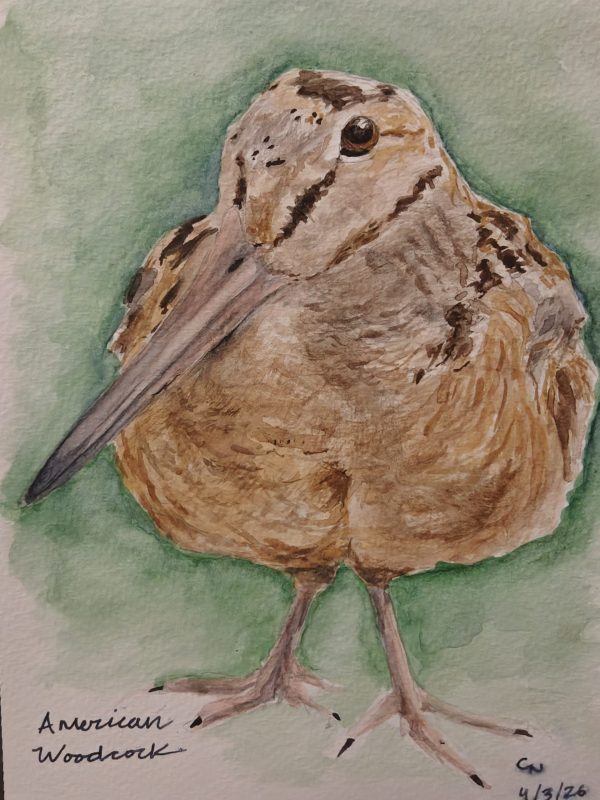 IMG20260617191614 Original American Woodcock Painting April 2026