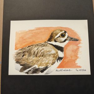 Original Killdeer Painting April 2026