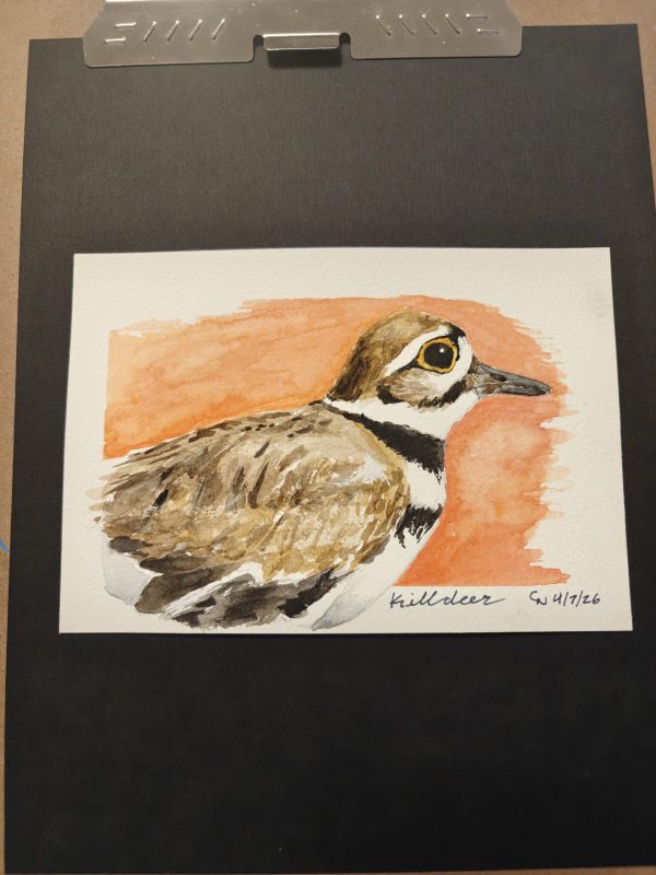 IMG20260617210728 Original Killdeer Painting April 2026