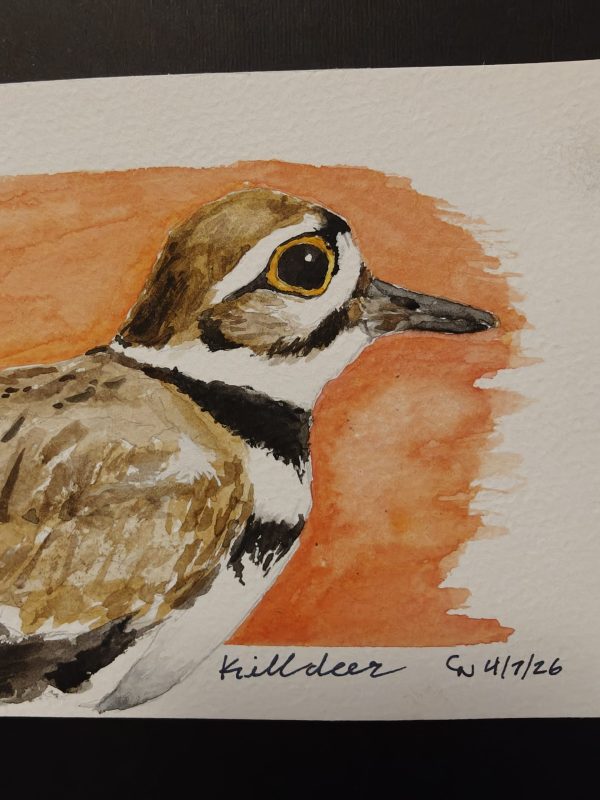 IMG20260617210736 Original Killdeer Painting April 2026