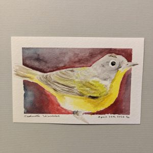 Original Nashville Warbler Watercolor April 2026