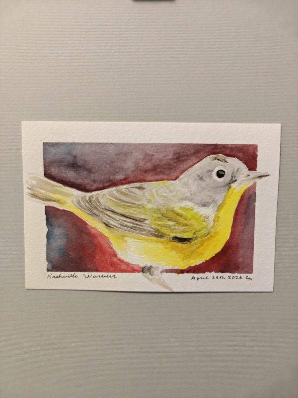 IMG20260618093523 Original Nashville Warbler Watercolor April 2026