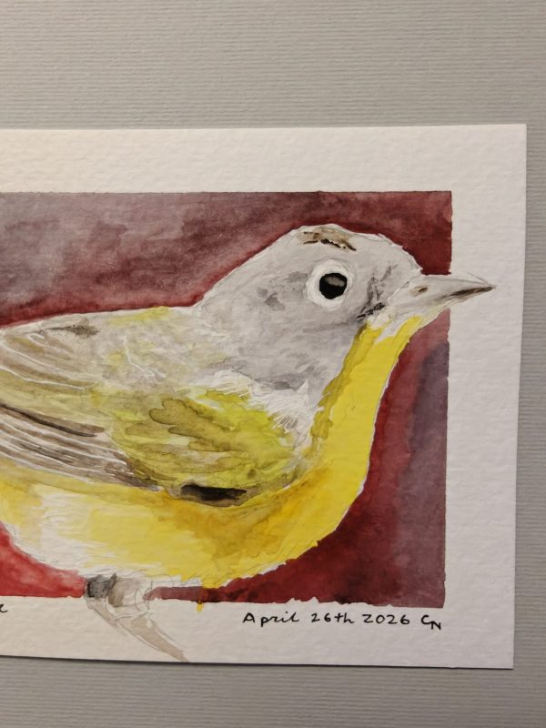 IMG20260618093531 Original Nashville Warbler Watercolor April 2026