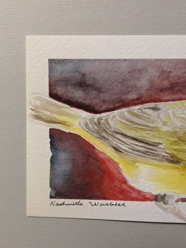 IMG20260618093536 Original Nashville Warbler Watercolor April 2026